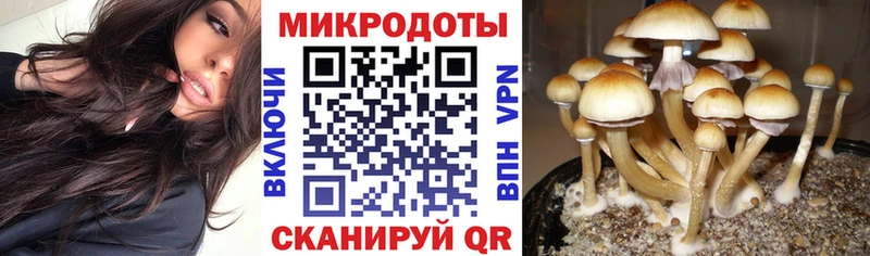 kraken как войти Курск Галлюциногенные грибы MAGIC MUSHROOMS где продают